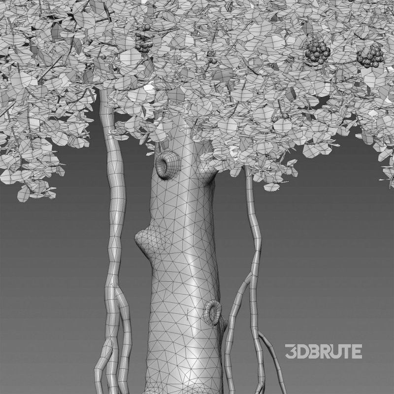 ilex aquifolium – Holly Image 5