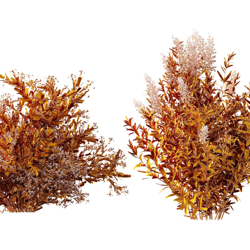 AV 7 different bush Linaria Vulgaris Yellow Toadflax and Gypsophila Paniculata Snowflake Breath Image 8