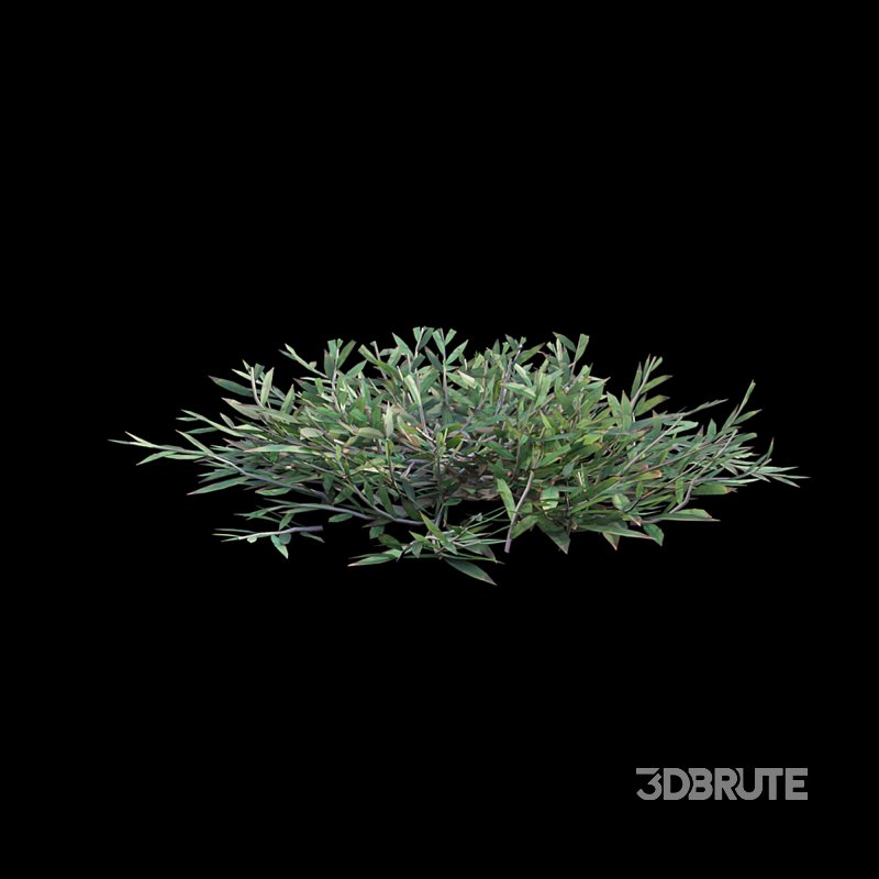 Chrysopogon aciculatus – cut Image 3