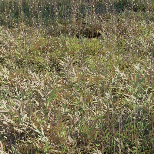 Chrysopogon aciculatus – dry 03