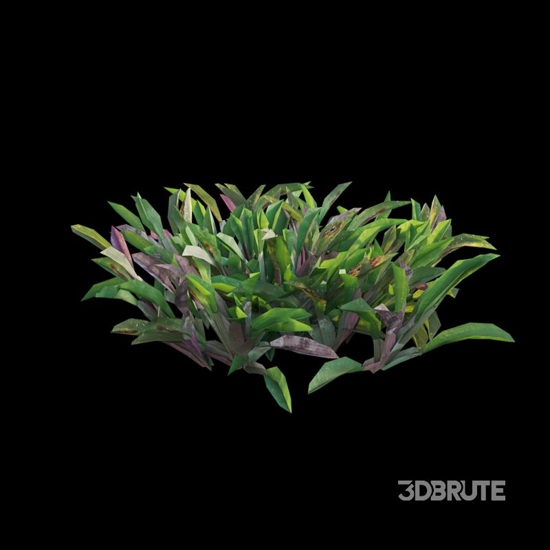 Axonopus compressus_cut_02 Image 6