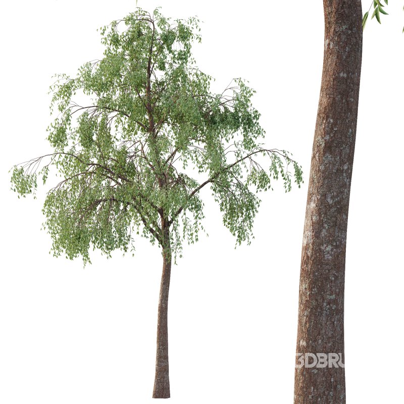 Eucalyptus Robusta Trees 06 Image 4