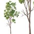 Eucalyptus Robusta Trees 02 - Thumbnail 3