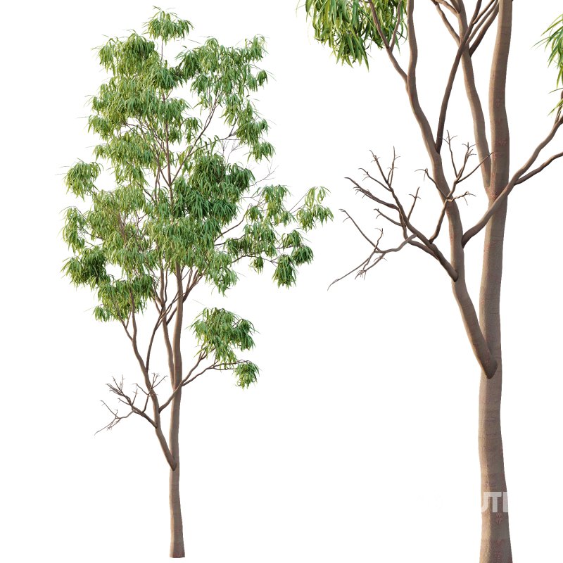 Eucalyptus Robusta Trees 02 Image 3