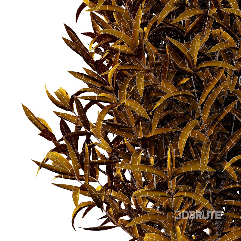 Sweet Viburnum Plant01 Image 6