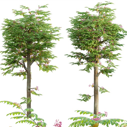 Averrhoa carambola – Starfruit tree 05