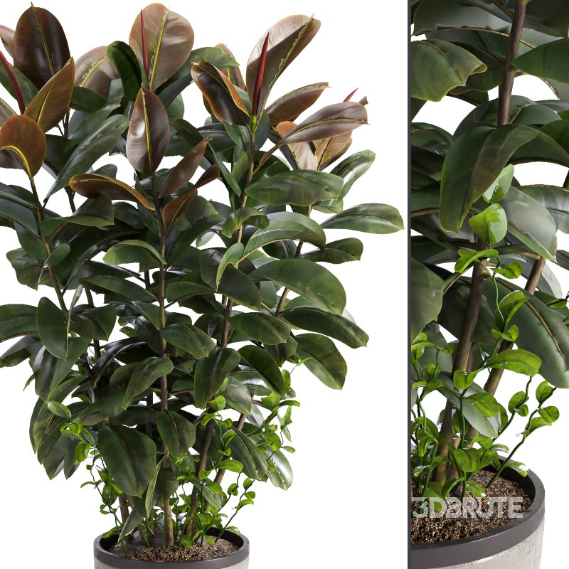 Indoor plant 05 Image 5