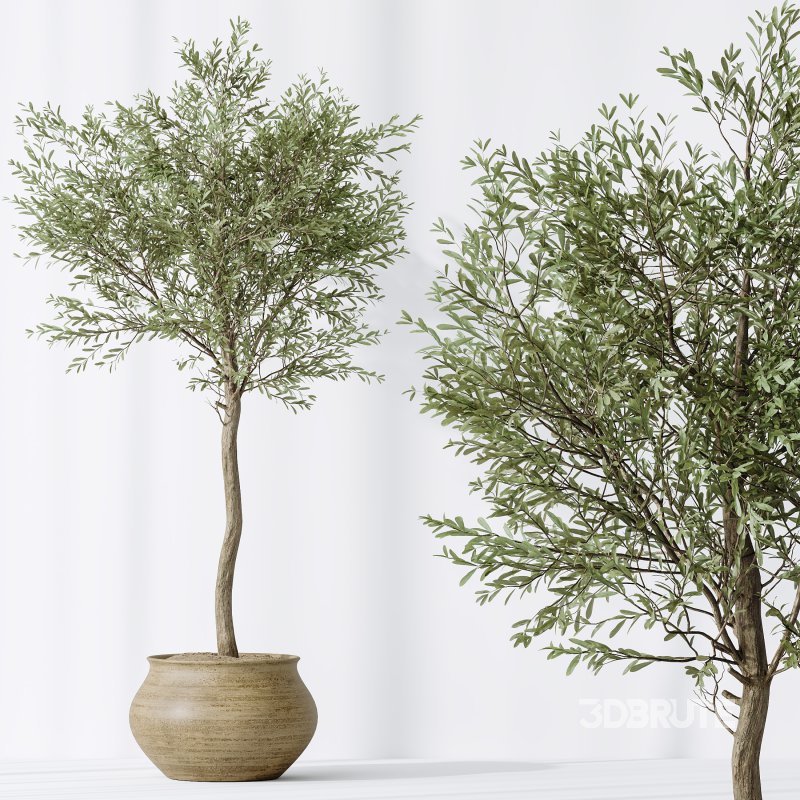 AV Indoor plants set 181 Alocasia Elefantenohr Wentii and Briful Pachira Aquatica Grand Artificiel and Olive Elegant Mission Image 9