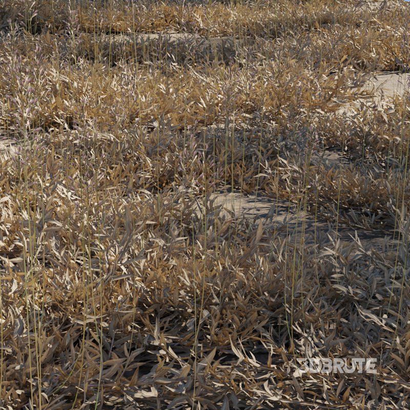 Chrysopogon aciculatus – dry 01 Image 2