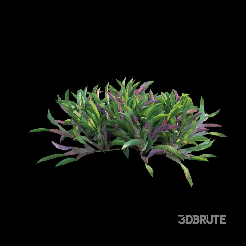 Axonopus Compressus Set 03 Image 4