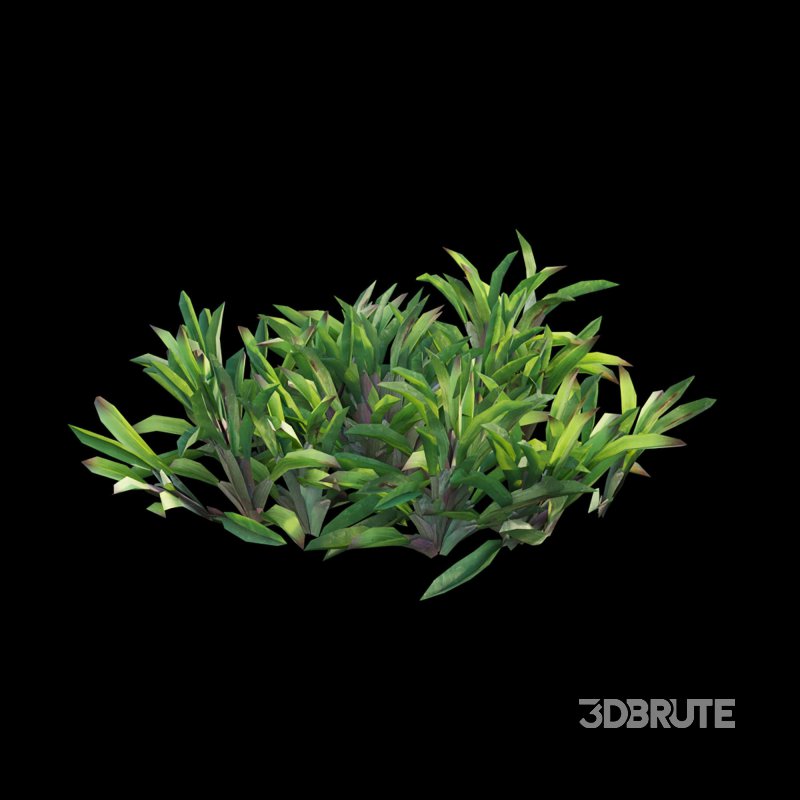 Axonopus Compressus Set 01 Image 5