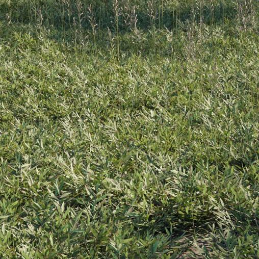 Chrysopogon aciculatus 02