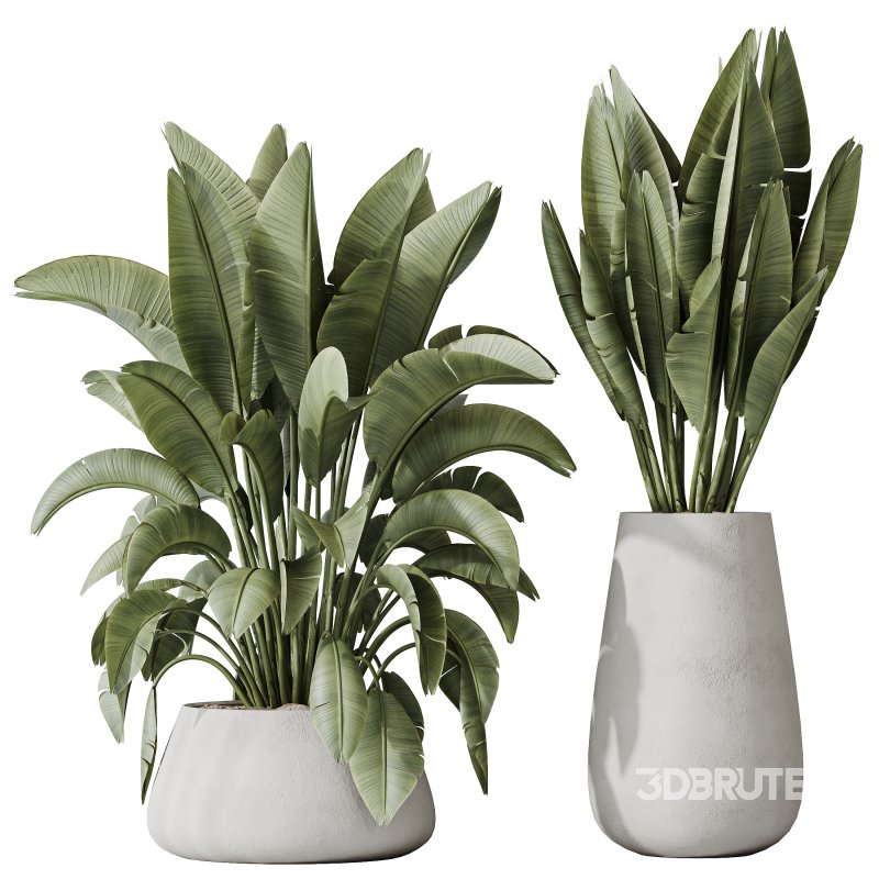 AV Indoor plants set 177 Ravenala Banana Strelitzia and Mission Arbequina Wilsonii Chemlali Olive Image 3