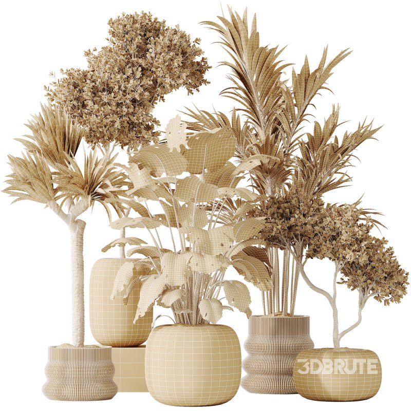 AV Indoor plants set 183 Olive Tree and Yucca Elephantipes Gigantea and Areca Palm and Giant Monstera Deliciosa Image 10