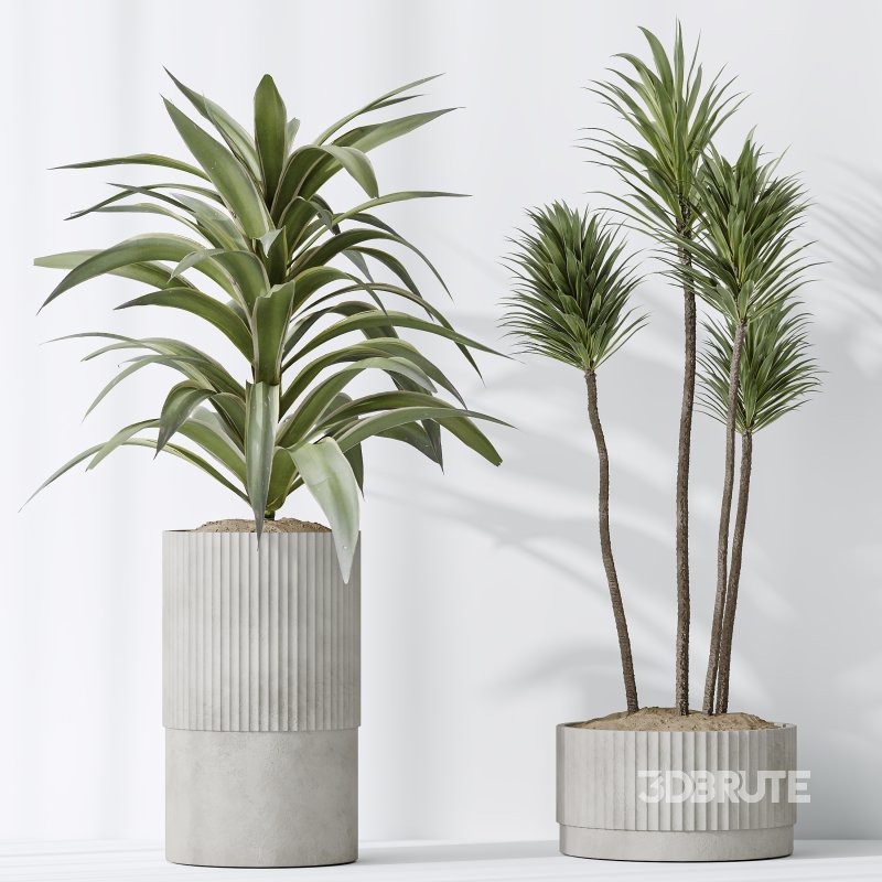 AV Indoor plants set 183 Areca Majesty Palm and ParadiseBird and Lemon Lime Cane Dragon and Olive Artificial and Aloifolia Rostrata Palm Image 7