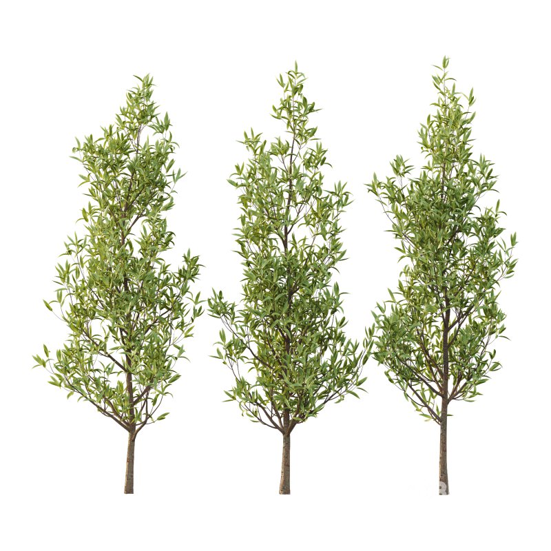 Sweet Viburnum Plant02 Image 3