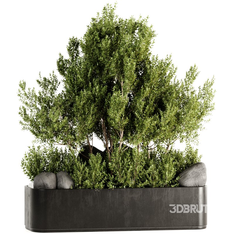 Indoor plants-Pot and tree set168 Image 4