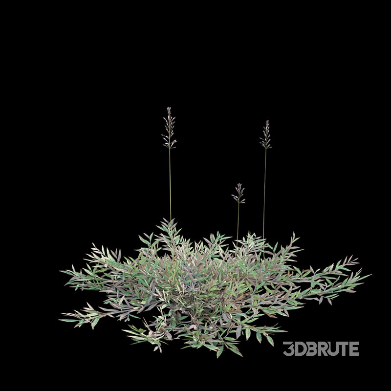 Chrysopogon aciculatus – dry 03 Image 6