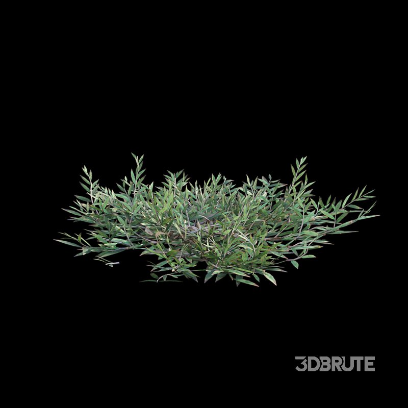 Chrysopogon aciculatus 03 Image 4