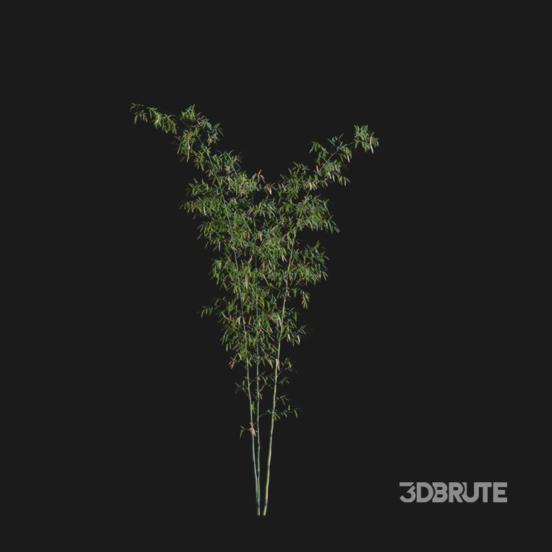 Bamboo – Bambusa lako 02 Image 3