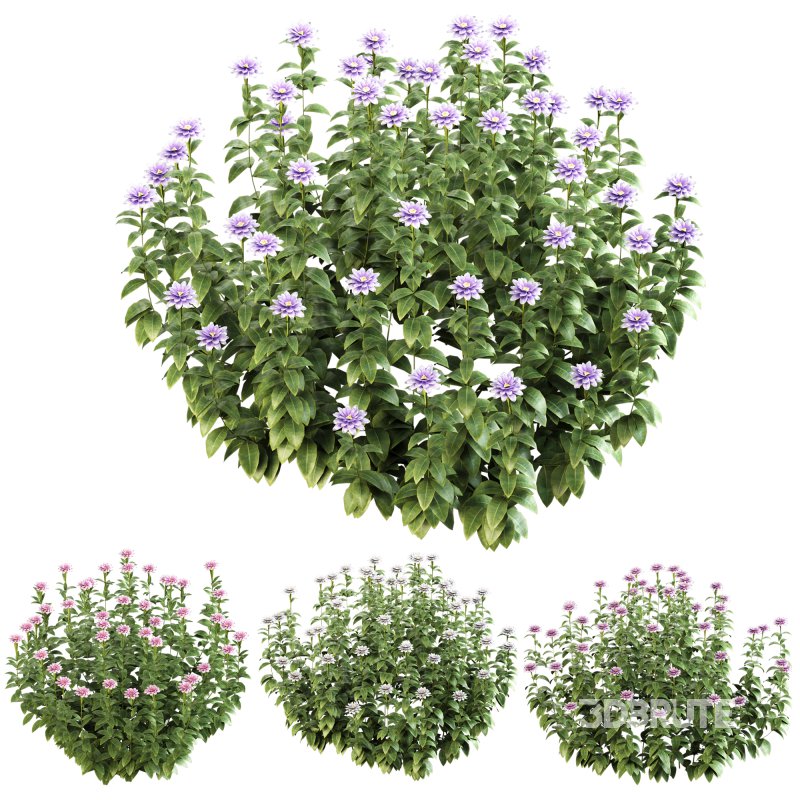 ornamental bush bloom Image 7