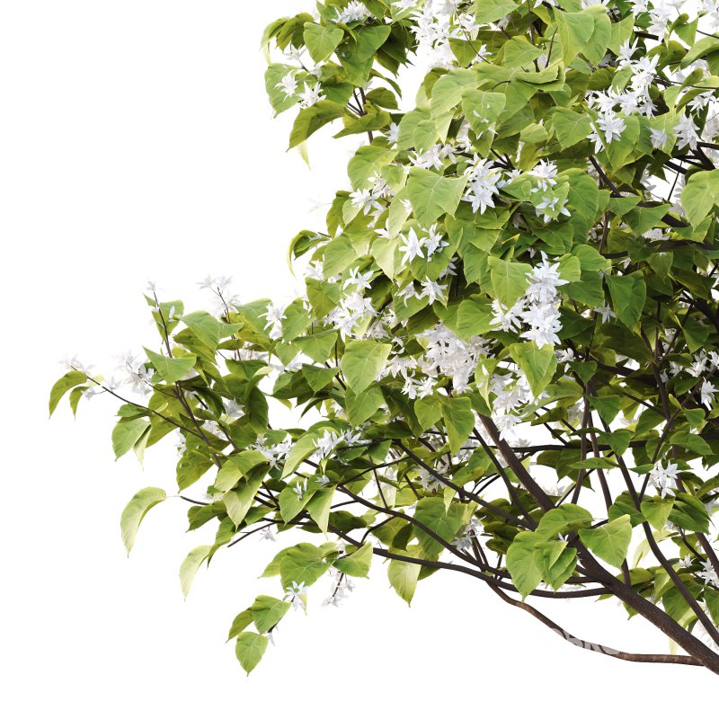 Catalpa Ovata Tree 05 Image 2