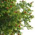 ilex aquifolium – Holly - Thumbnail 4