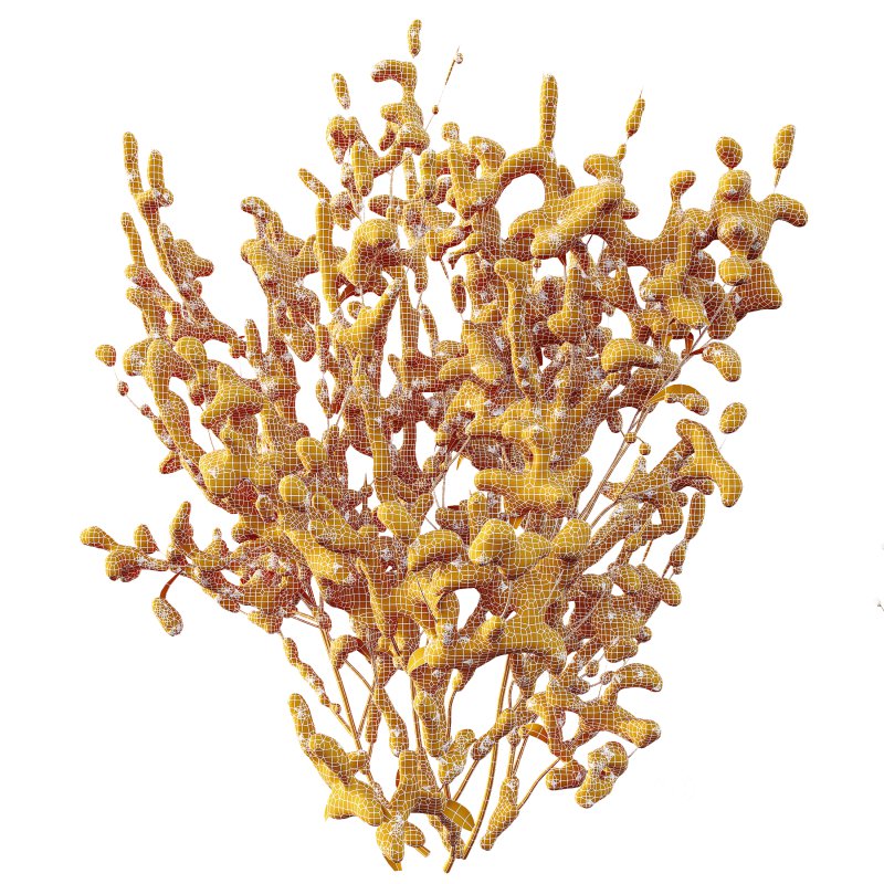 AV Plants Kapebonavista Pachystachys Lutea Golden Shrimp Winter Snow Image 3