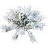 AV Plants Juniperus Sabina Winter Snow - Thumbnail 3