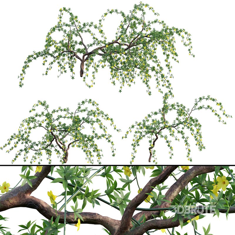 Allamanda cathartica – Golden Trumpet Image 1