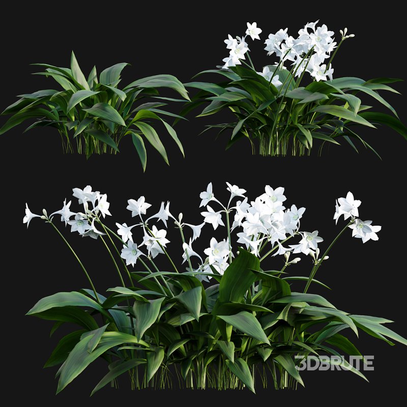 Eucharis grandiflora – Amazon Lily Image 2