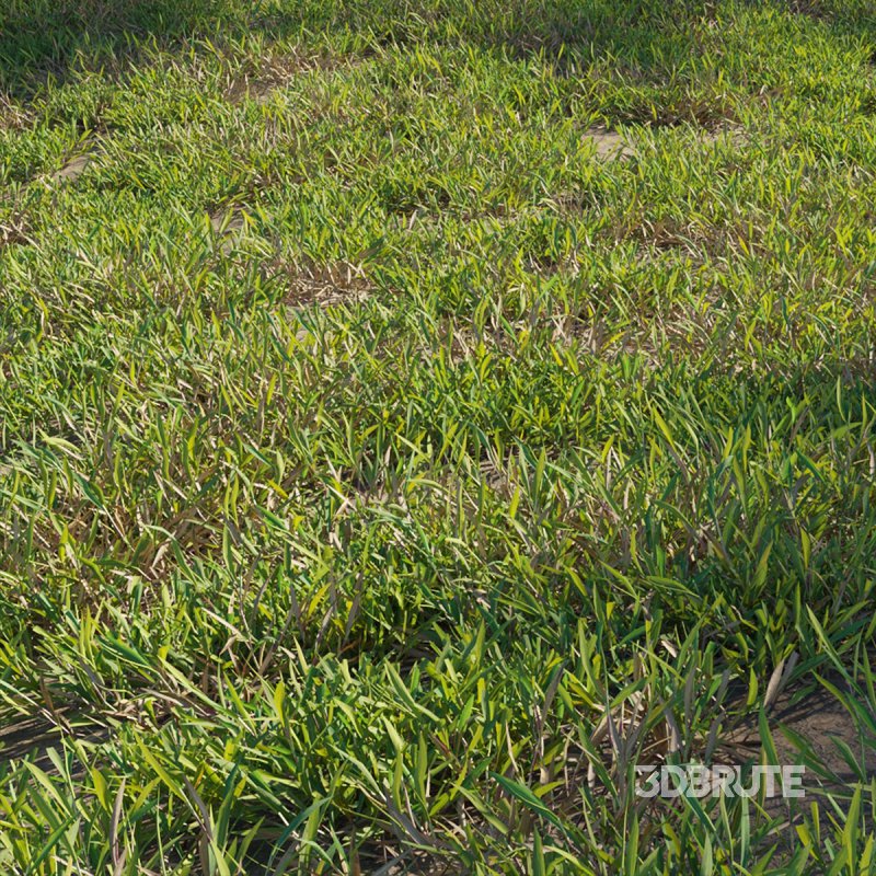 Cynodon dactylon – cut 01 Image 1