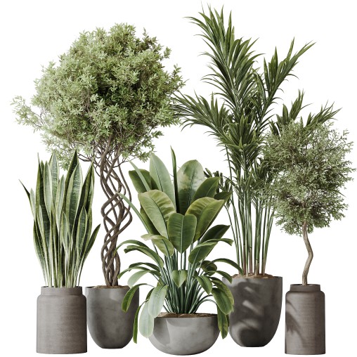 AV Indoor plants set 182 Areca Majesty Palm and Ficus Elastica Robusta and Olive Elegant Mission and Green Sansevieria