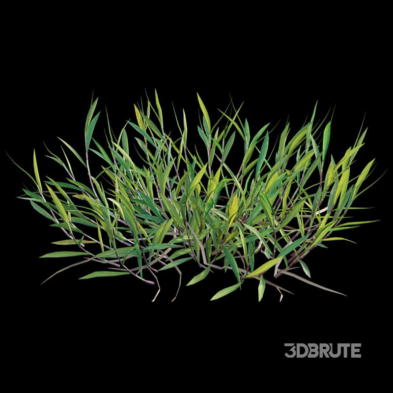 Cynodon dactylon – set 02 Image 5