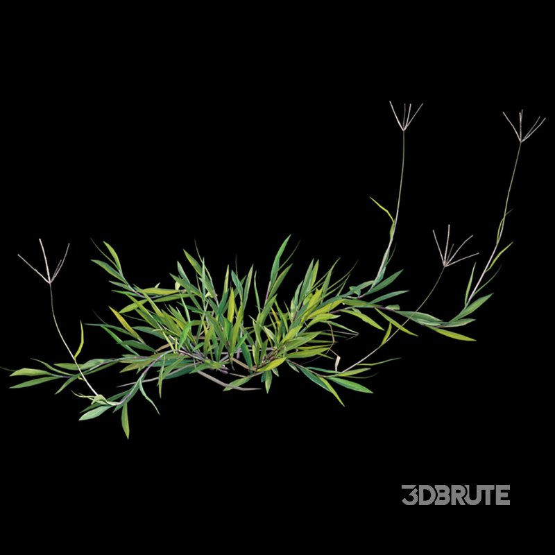 Cynodon dactylon – set 02 Image 7