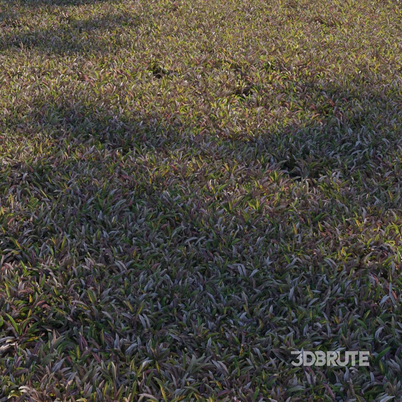 Axonopus compressus_old Image 2