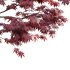 Japanese maple – Acer palmatum 01 - Thumbnail 5