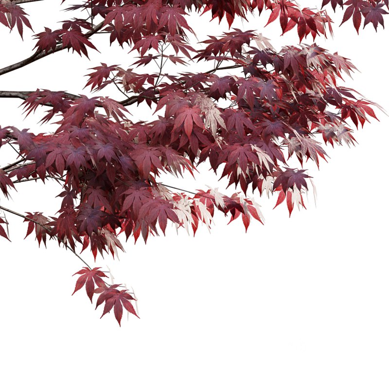 Japanese maple – Acer palmatum 01 Image 5