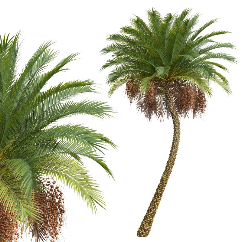 AV Sabal Palmetto Cabbage Palm and Phoenix Sylvestris Fruit palm tree Image 6