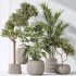 AV Indoor plants set 183 Olive Tree and Yucca Elephantipes Gigantea and Areca Palm and Giant Monstera Deliciosa - Thumbnail 9