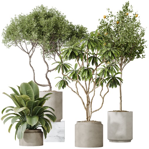 AV Indoor plants set 191 Mandarin Citrus Fruit Orange and Mission Arbequina Olive and Ficus Elastica Robusta and Ficus Cyathistipula African Fig