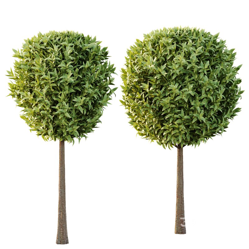 Sweet Viburnum Plant03 Image 3