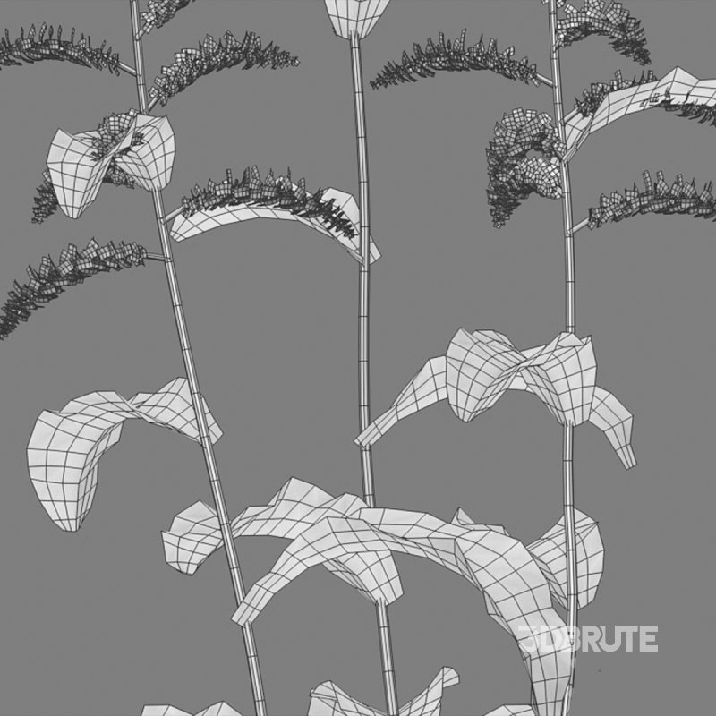 Rumex crispus – curled dock Image 7