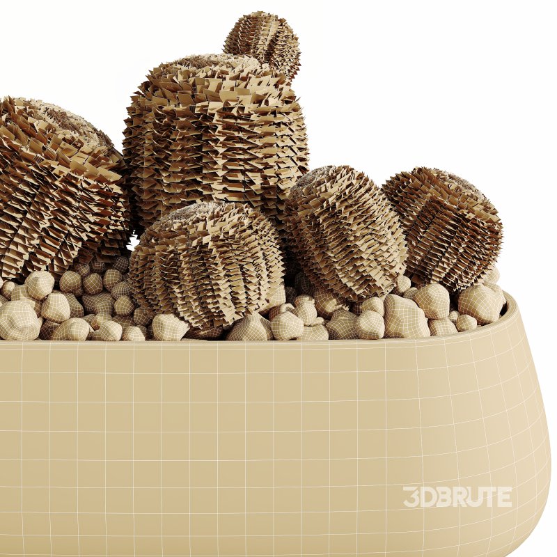 AV HousePlants Cactus Golden Barrel Tree Image 3