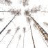 AV Plants Betula Pendula Winter Snow - Thumbnail 2
