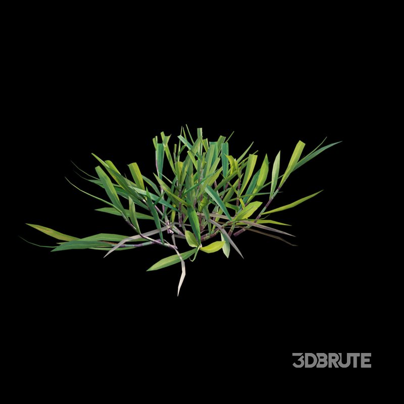 Cynodon dactylon – cut 02 Image 5