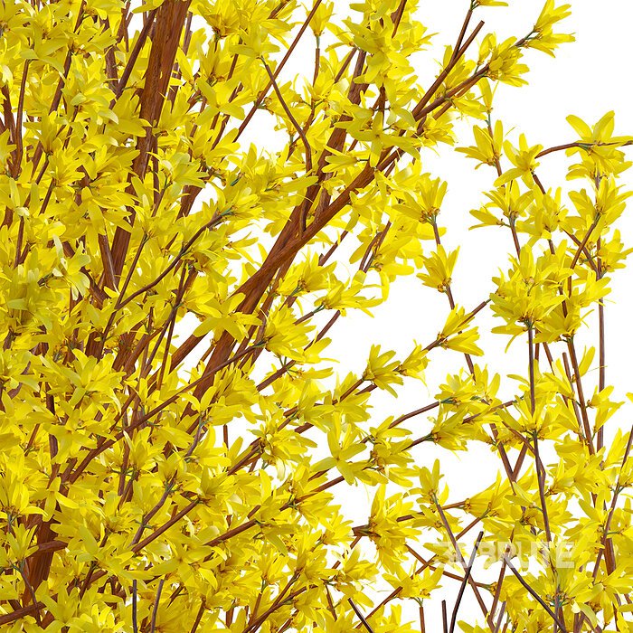 Forsythia Suspensa – Weeping Forsythia 02 Image 4