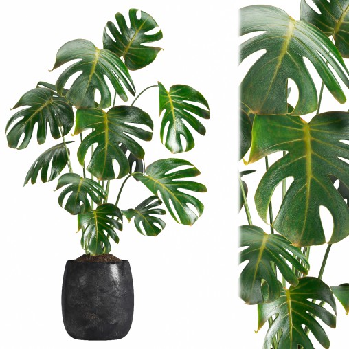 Indoor plant 07