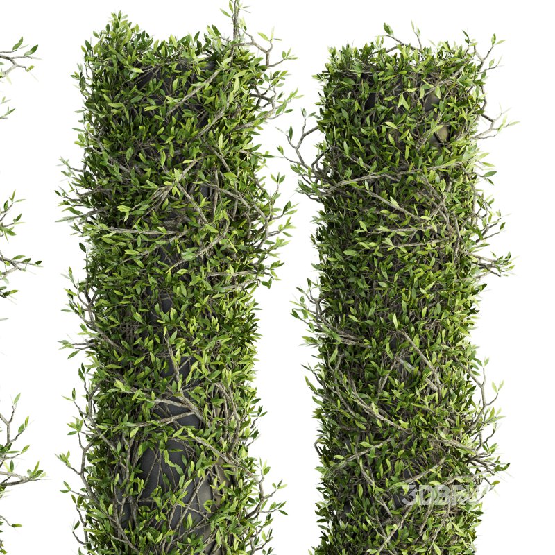 Outdoor Plant Set 09 Image 2