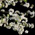 Prunus salicina – Chinese Plum – Japanese Plum 04 - Thumbnail 2